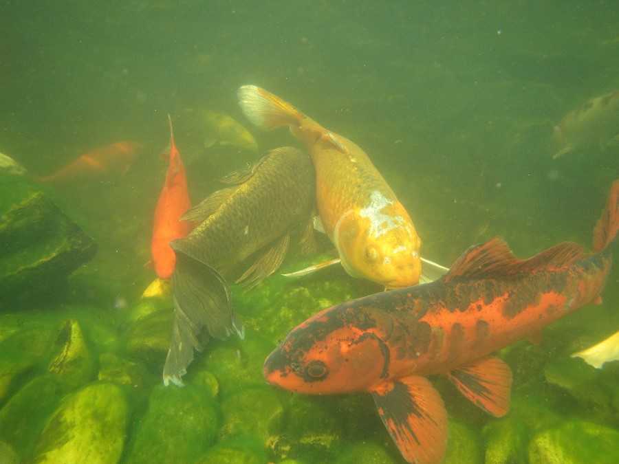 Garden pond supplies Asheville | Garden pond supplies Hendersonville Garden pond supplies Asheville | Garden pond supplies Hendersonville